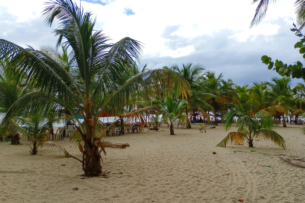 Palmas en la Playa Juan Dolio